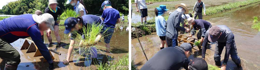 田植えの様子