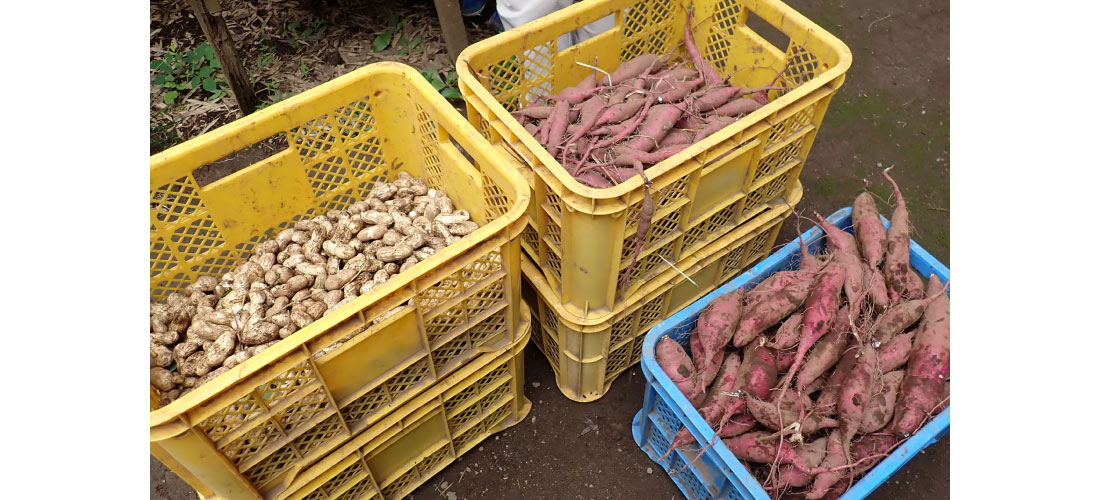 落花生とさつまいもの写真