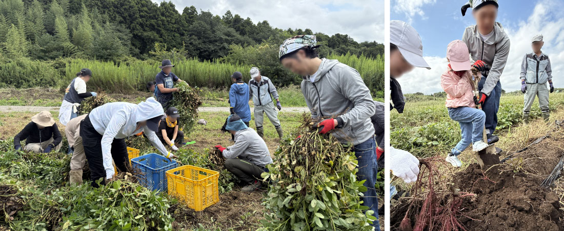 畑での農作業体験の様子