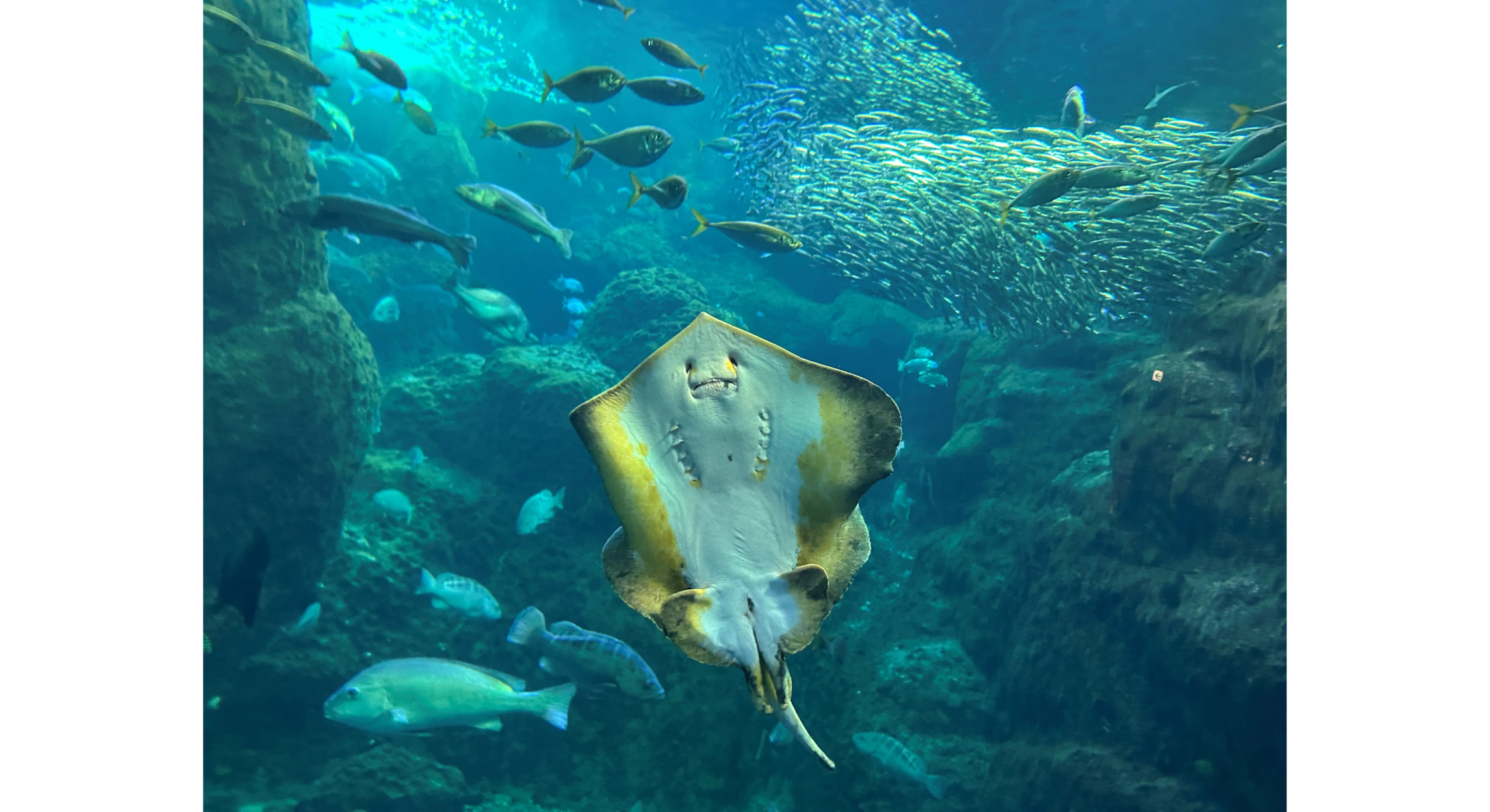 写真タイトル　エイがにんまり