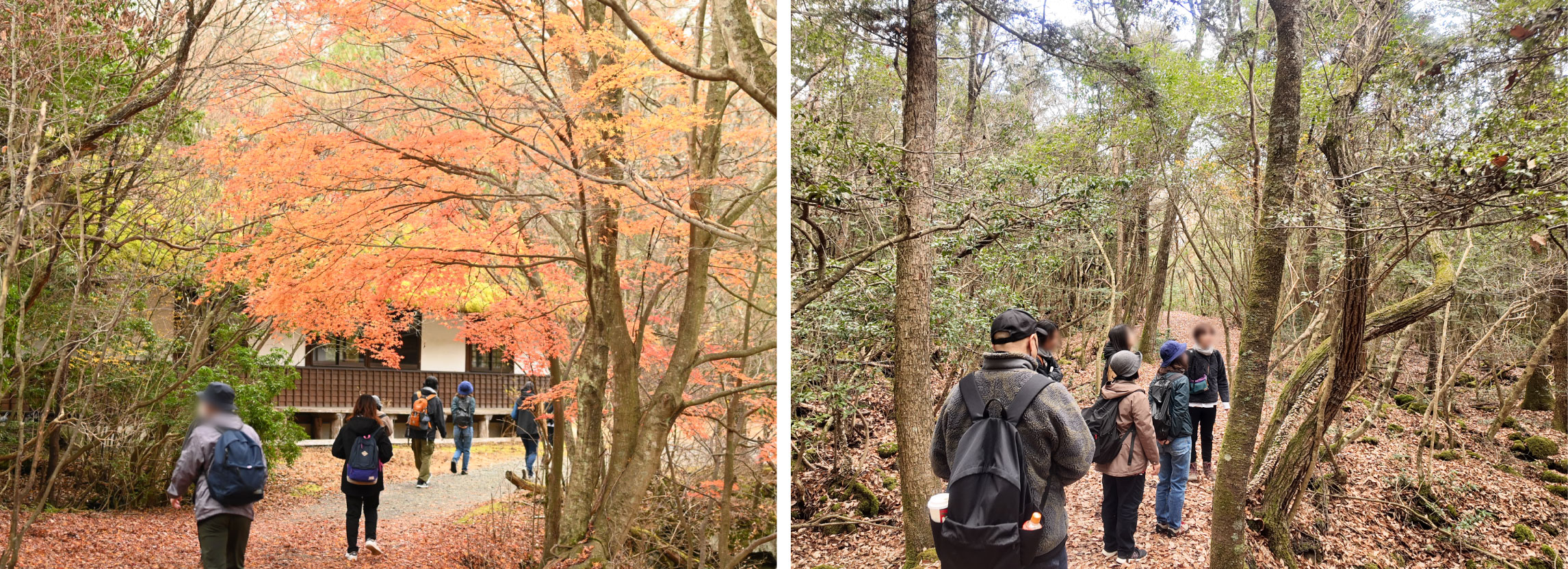 樹海の中をウォーキングしている様子