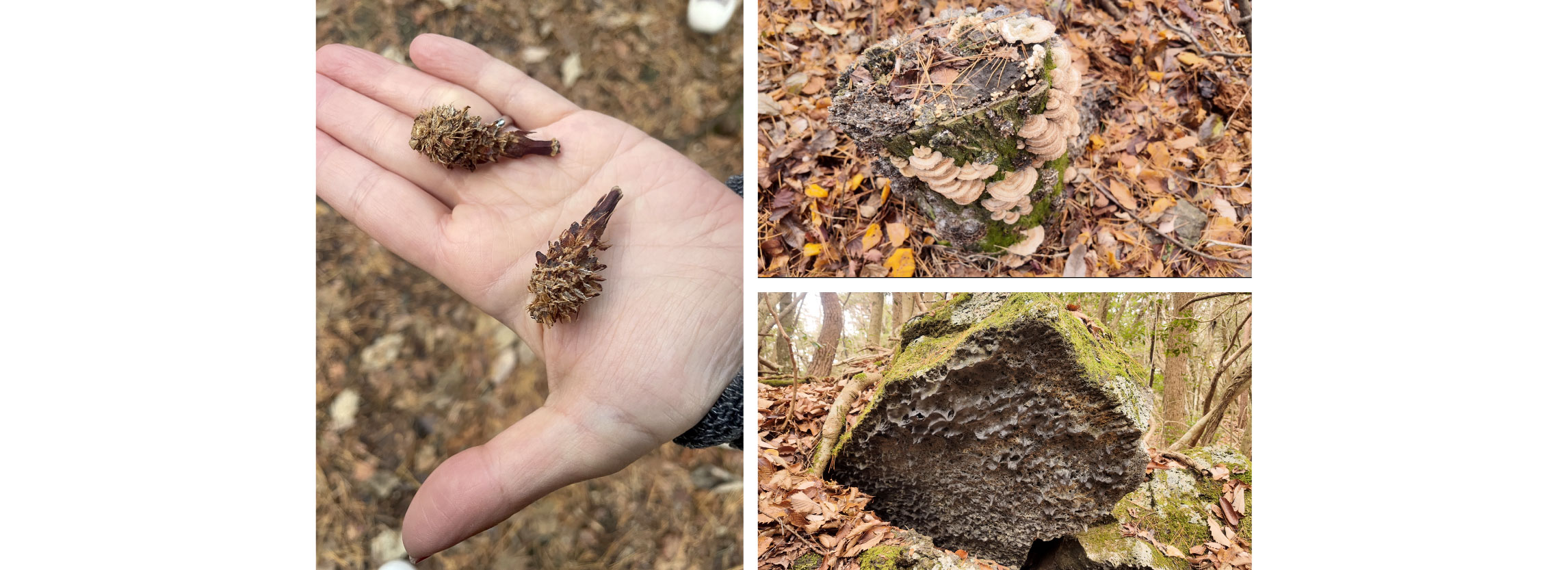 樹海で見つけた木の実の写真
