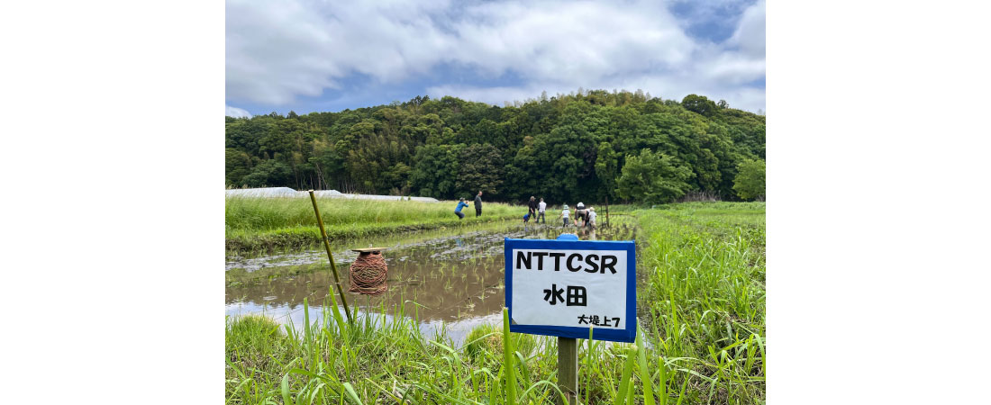 水田
